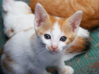 An image of a kitten