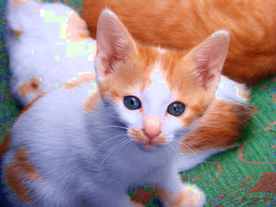 The same kitten image with the dominant color at each pixel "boosted."