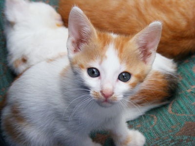 Kitten Image