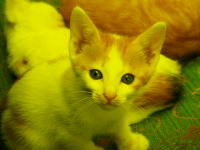 An image of a kitten with all blue removed