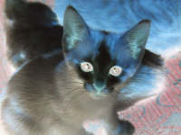 An image of a kitten with each color subtracted from white