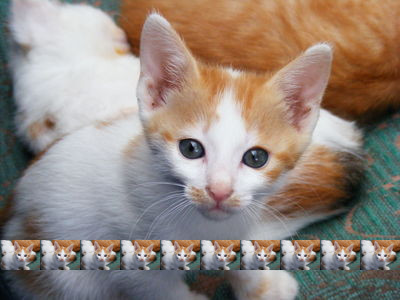 A 400x300 image that shows a a large kitten. In addition, there is a row of ten identical copies of the picture, each of which is 40x30. The row is approximately 8/10 of the way from the top of the image.